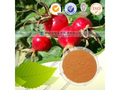 QS厂家直销玫瑰果提取物 库存现货销售 玫瑰果多酚