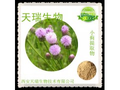 供应小蓟提取物 小蓟浸膏粉 小蓟粉 厂家大量现货