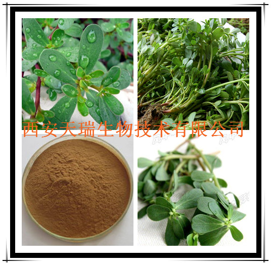 马齿苋提取物