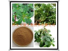 供应马齿苋提取物 马齿苋浸膏粉 厂家大量现货