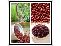 赤小豆提取物 红豆提取物 厂家大量现货