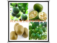 罗汉果提取物 罗汉果浸膏粉 厂家大量现货