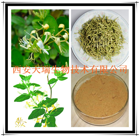 金银花提取物