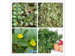 马齿苋提取物  马齿苋浓缩粉