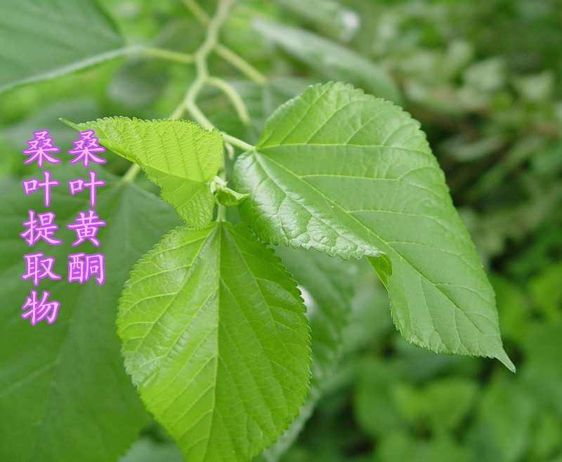 20120522011720_副本