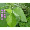 桑叶提取物  桑叶黄酮