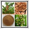 砂仁提取物 厂家大量现货