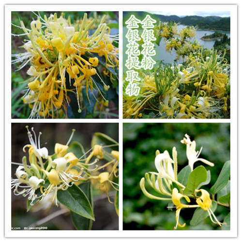 initpintu_副本_副本