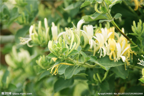 4631151_172919032000_2