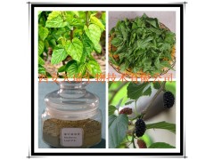 桑叶提取物 厂家大量现货