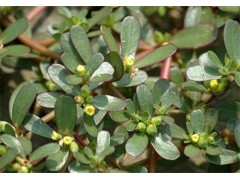 马齿苋提取物  马齿苋纯粉