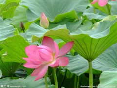 荷叶提取物  荷叶碱  减肥瘦身