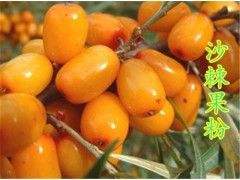 沙棘粉  沙棘提取物  沙棘果粉