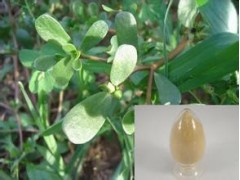 马齿苋提取物，消炎止痛，代加工