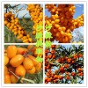 沙棘果粉 沙棘粉