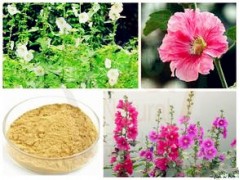 蜀葵提取物
