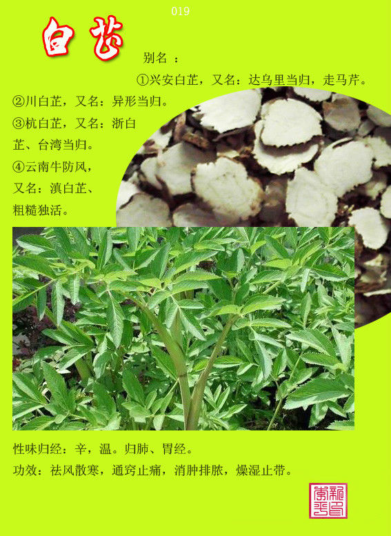 白芷