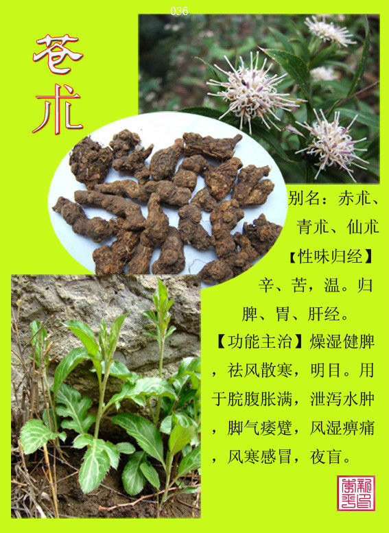 苍术