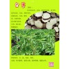白芷速溶粉