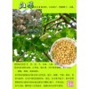 白果速溶粉