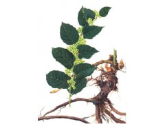 白藜芦醇植物提取物天然绿色