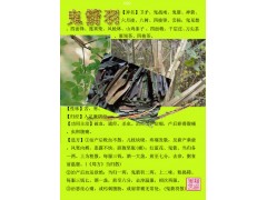鬼箭羽纯粉