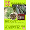 桂枝纯粉