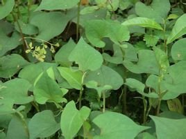 医药级鱼腥草提取物 清热解毒