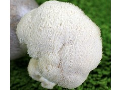 医药级猴头菇多糖湖北哪里卖