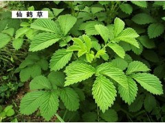 仙鹤草提取物医药原料湖北厂家