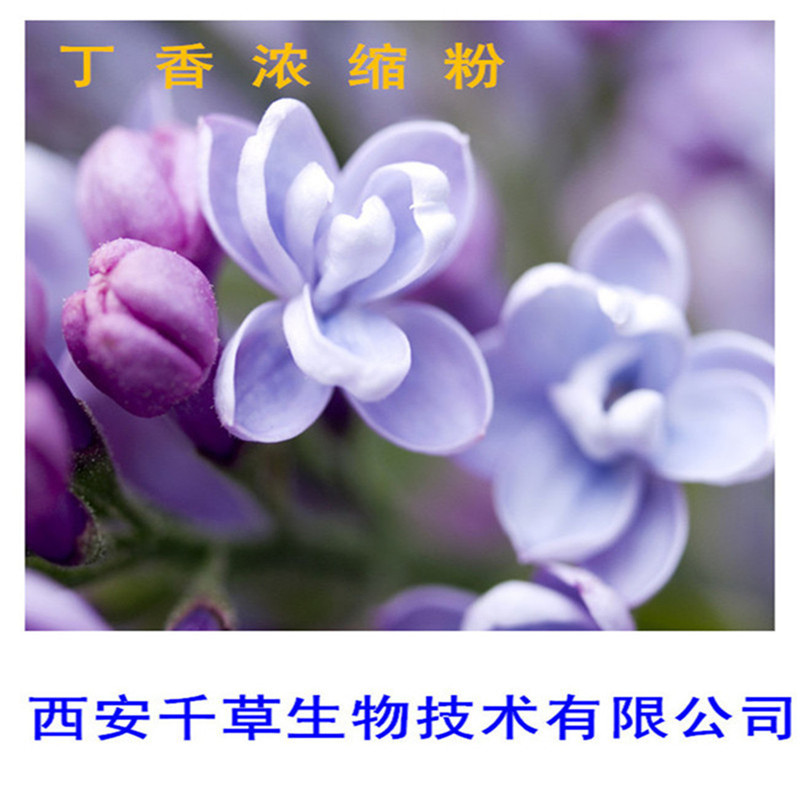丁香浓缩粉0