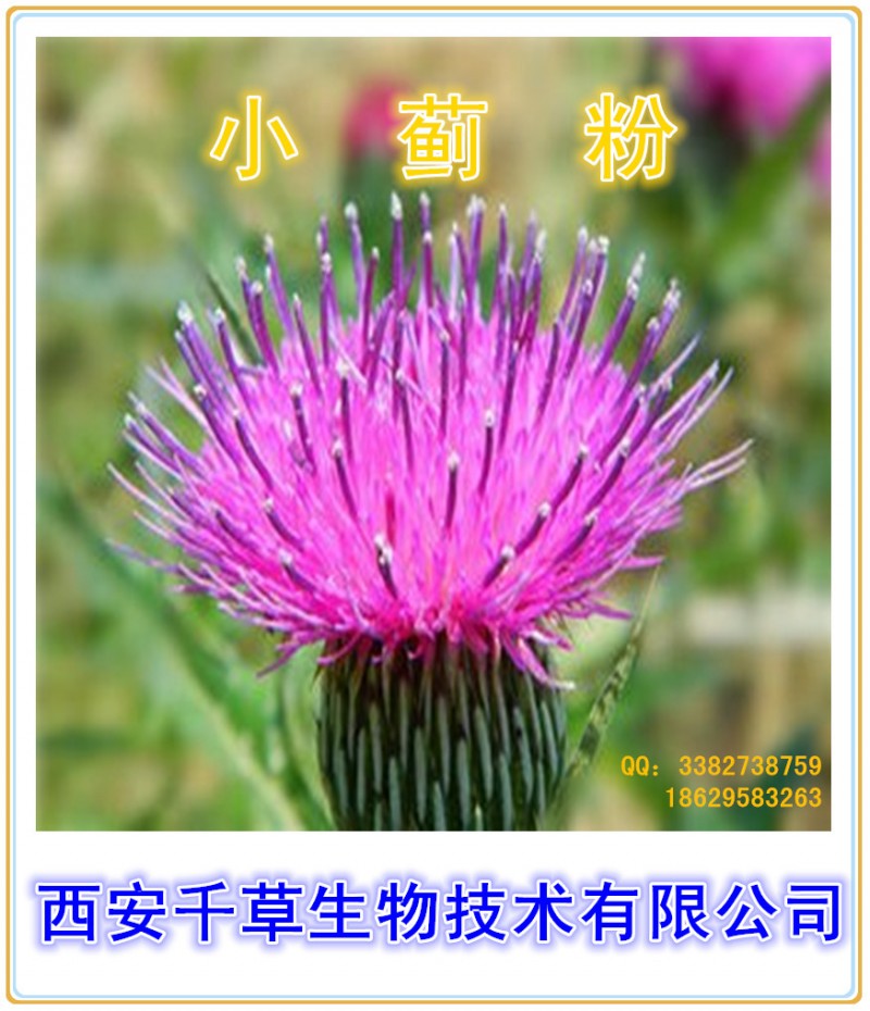 小蓟粉