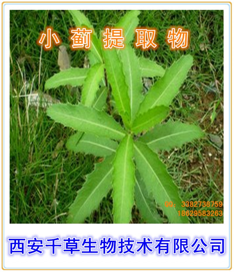 小蓟提取物