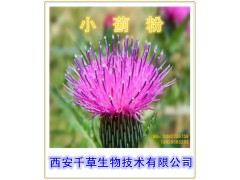 小蓟提取物  小蓟粉  小蓟浓缩粉