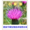 小蓟提取物  小蓟粉  小蓟浓缩粉
