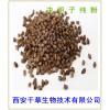 决明子纯粉西安千草生物现货直销