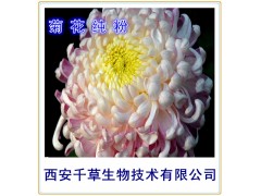菊花纯粉西安千草生物现货直销