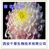 菊花纯粉西安千草生物现货直销