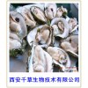 牡蛎壳纯粉西安千草生物现货直销