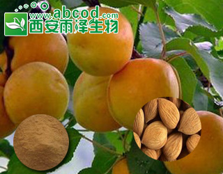 杏 黄杏浓缩粉提取物生产厂家