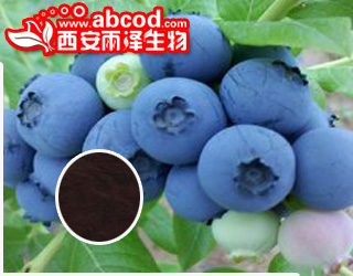 蓝莓浓缩粉生产厂家