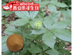 刺五加提取物生产厂家