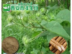 牛蒡子提取物生产厂家