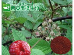 覆盆子提取物生产厂家