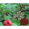 覆盆子提取物生产厂家