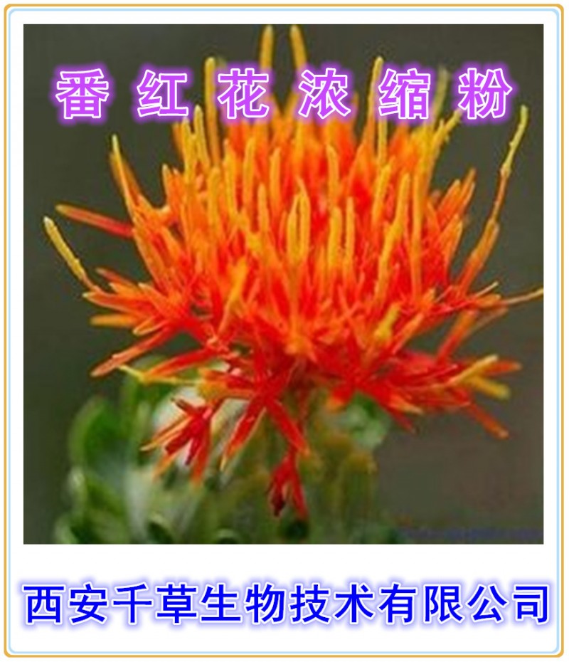 番红花浓缩粉