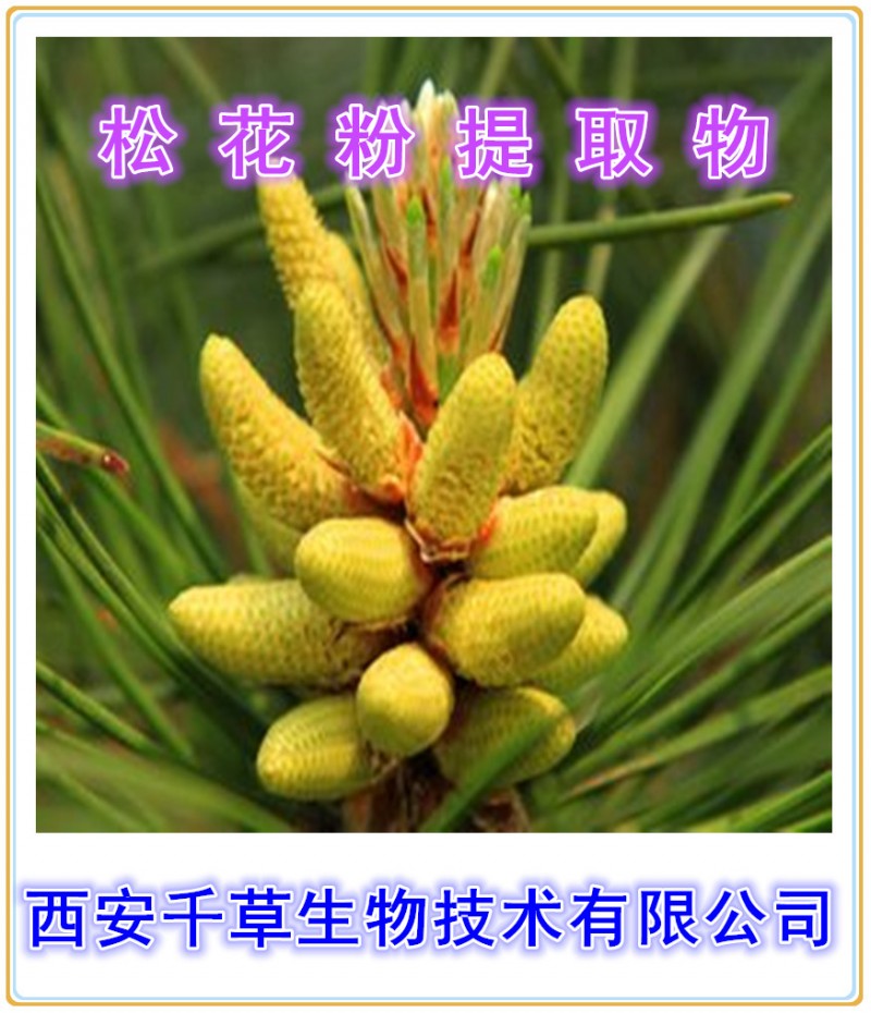 松花粉提取物
