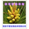 松花粉提取物  松花粉速溶粉  松花粉浓缩粉