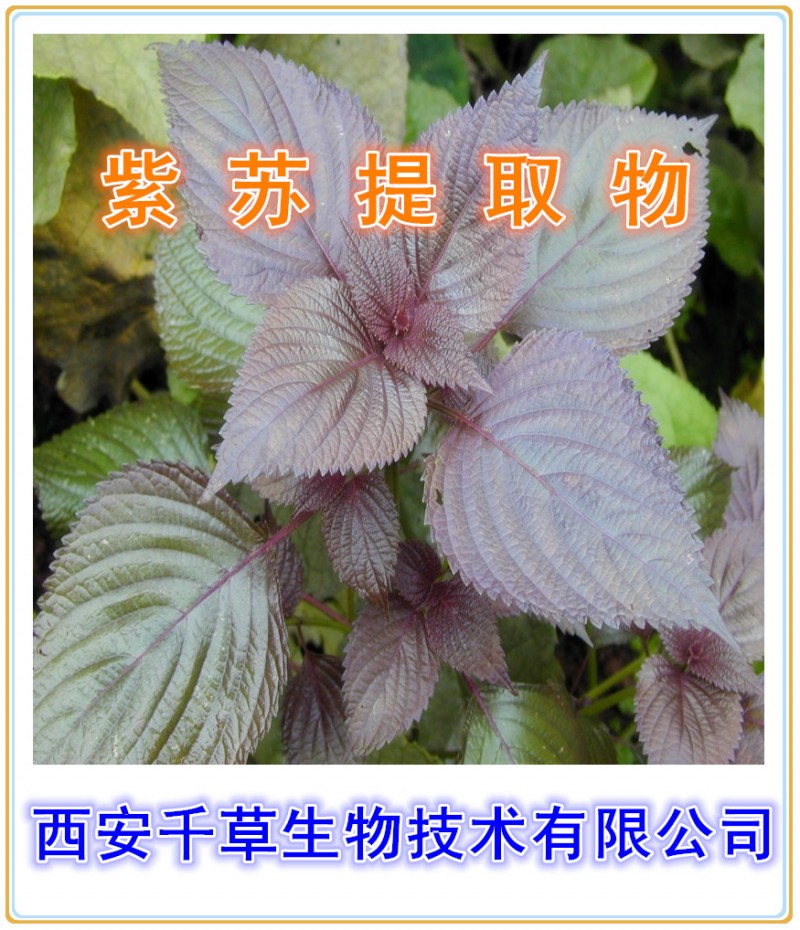紫苏提取物