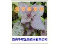 紫苏提取物  紫苏浓缩粉 紫苏粉西安千草生物厂家生产